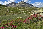 58 Reincontriamo, baciati dal sole, i rododendri rossi con vista sul Piz Julier